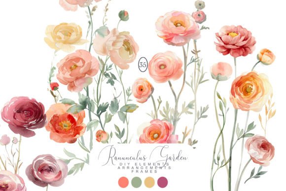 Watercolor Ranunculus Clipart: A Designer's Floral Toolkit